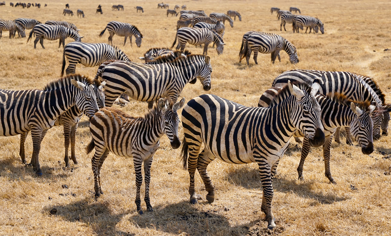 Zebra Herd, Ngorongoro Conservation Area, Tanzania